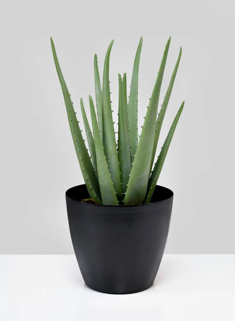 5.5in Tall Black Elegance Iron Cachepot, Set of 2