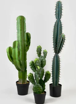 51in Tall Blue Torch Cactus