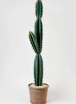 51in Tall Blue Torch Cactus