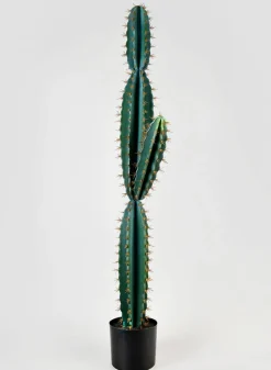 51in Tall Blue Torch Cactus