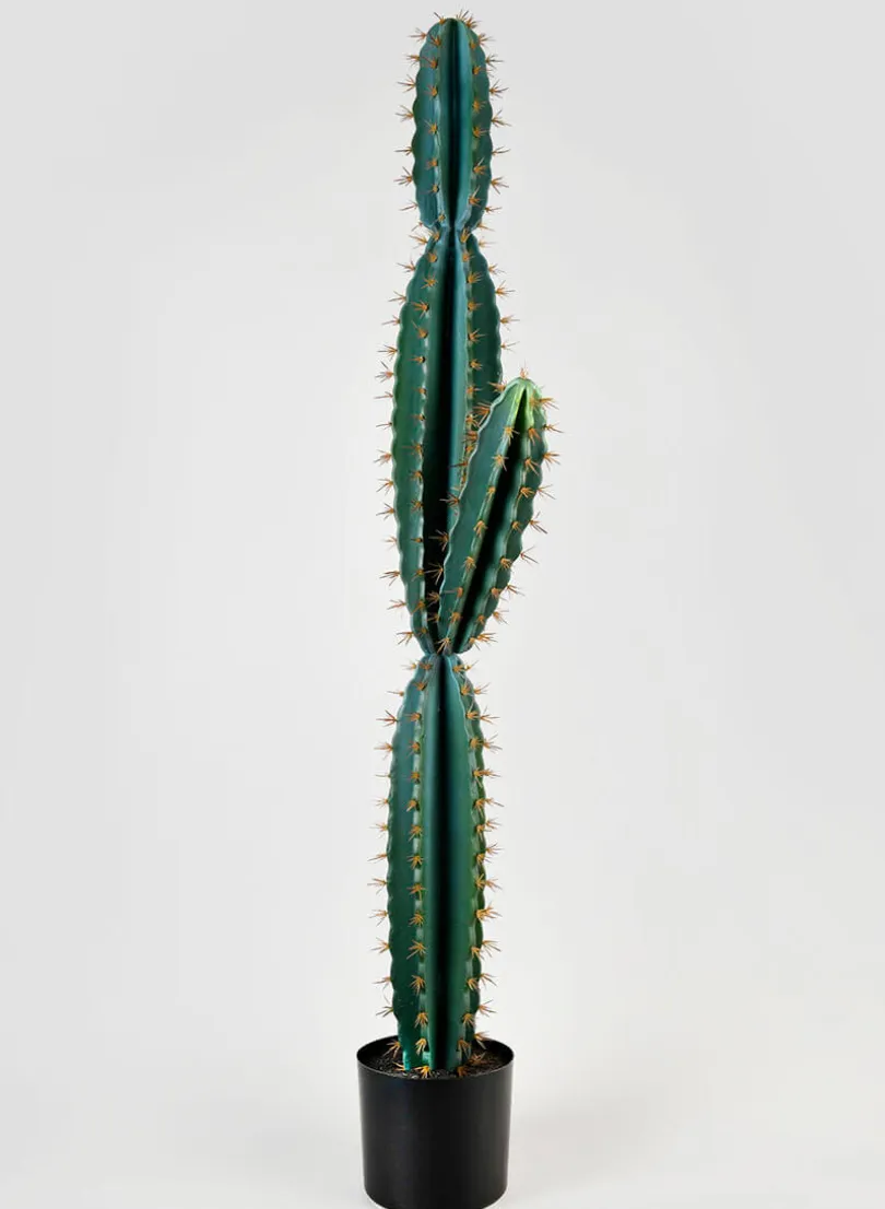 51in Tall Blue Torch Cactus