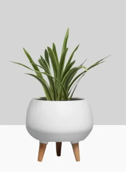 9.5in Tall Breakers Matte White Ceramic Planter With Wood Legs