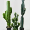 44in Tall Candelabra Cactus
