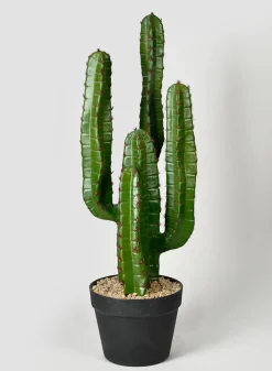 26in Tall Candelabra Cactus Plant