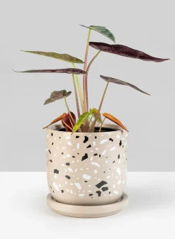 4.5in Tall Confetti Grey Ceramic Pot & Saucer