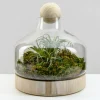 10in Tall Copacabana Glass Terrarium, Small