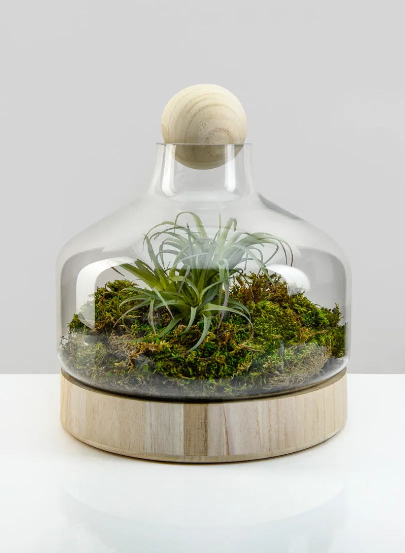 10in Tall Copacabana Glass Terrarium, Small