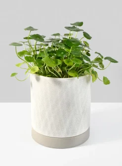 6in Tall Diamond Relief Ceramic Pot & Saucer