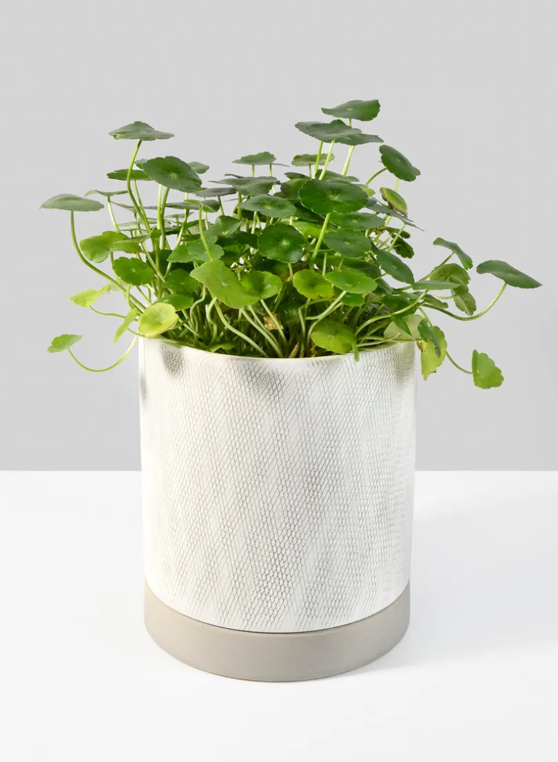 6in Tall Diamond Relief Ceramic Pot & Saucer