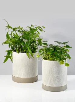 6in Tall Diamond Relief Ceramic Pot & Saucer