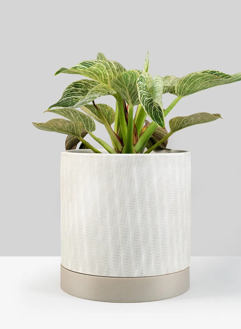 9.25in Tall Diamond Relief Ceramic Pot & Saucer