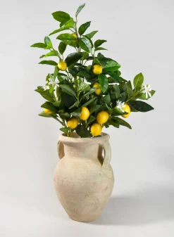 12.5in Tall Ethos Clay Jar with Handles