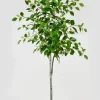 59in Tall Ficus Tree