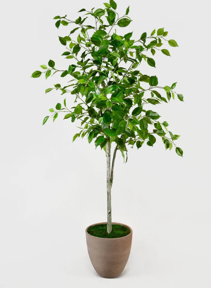 59in Tall Ficus Tree