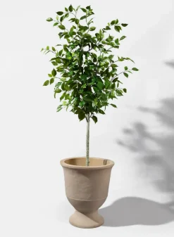 59in Tall Ficus Tree