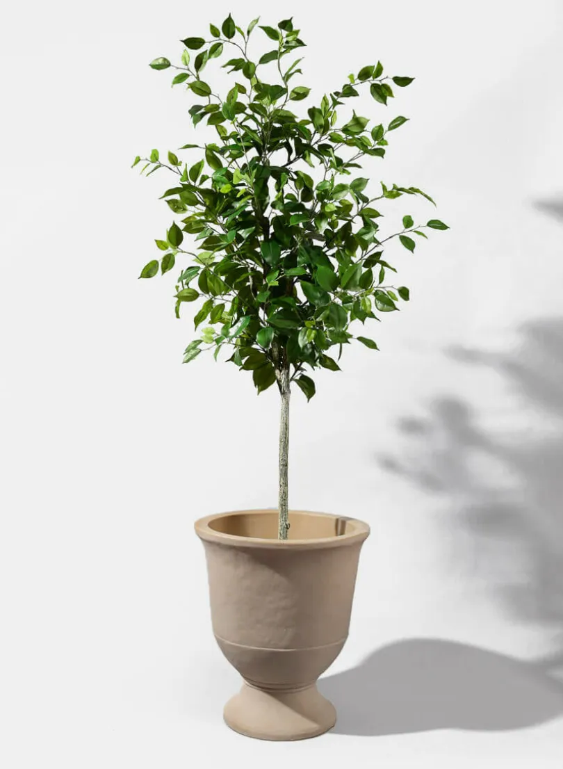 59in Tall Ficus Tree