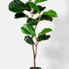 40in Tall Fiddle Leaf Fig Plant