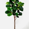 71in Tall Fiddle Leaf Fig Plant