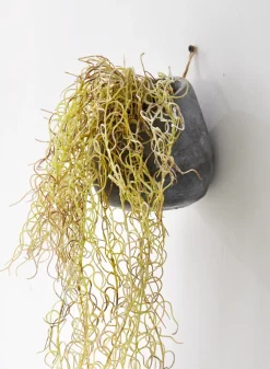 36in Tall Flocked Spanish Moss In Wall Pot