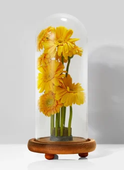 13in Tall Glass Cloche On Wood Base