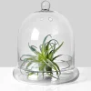 9.5in Tall Glass Terrarium