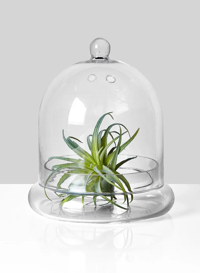 9.5in Tall Glass Terrarium