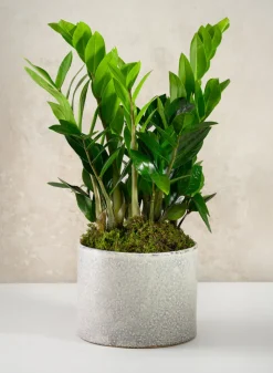 5.5in Tall Glaze Cloud Gray Ceramic Cylinder Vase
