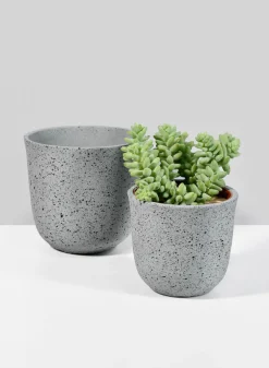 5in Tall Gojimara Cement Planter