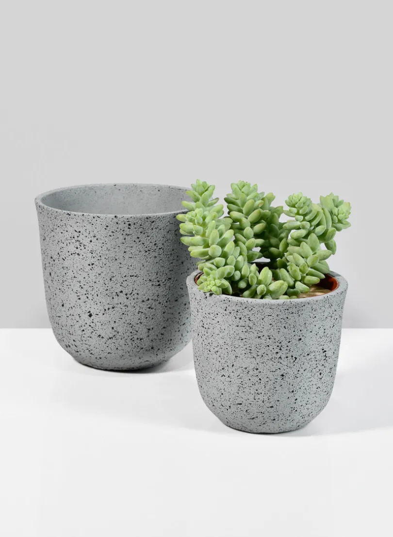 5in Tall Gojimara Cement Planter
