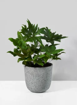 5in Tall Gojimara Cement Planter