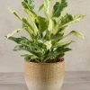 7in Tall Hinata Glazed Ceramic Cachepot