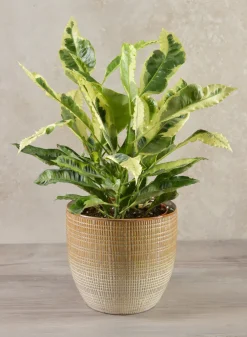 7in Tall Hinata Glazed Ceramic Cachepot