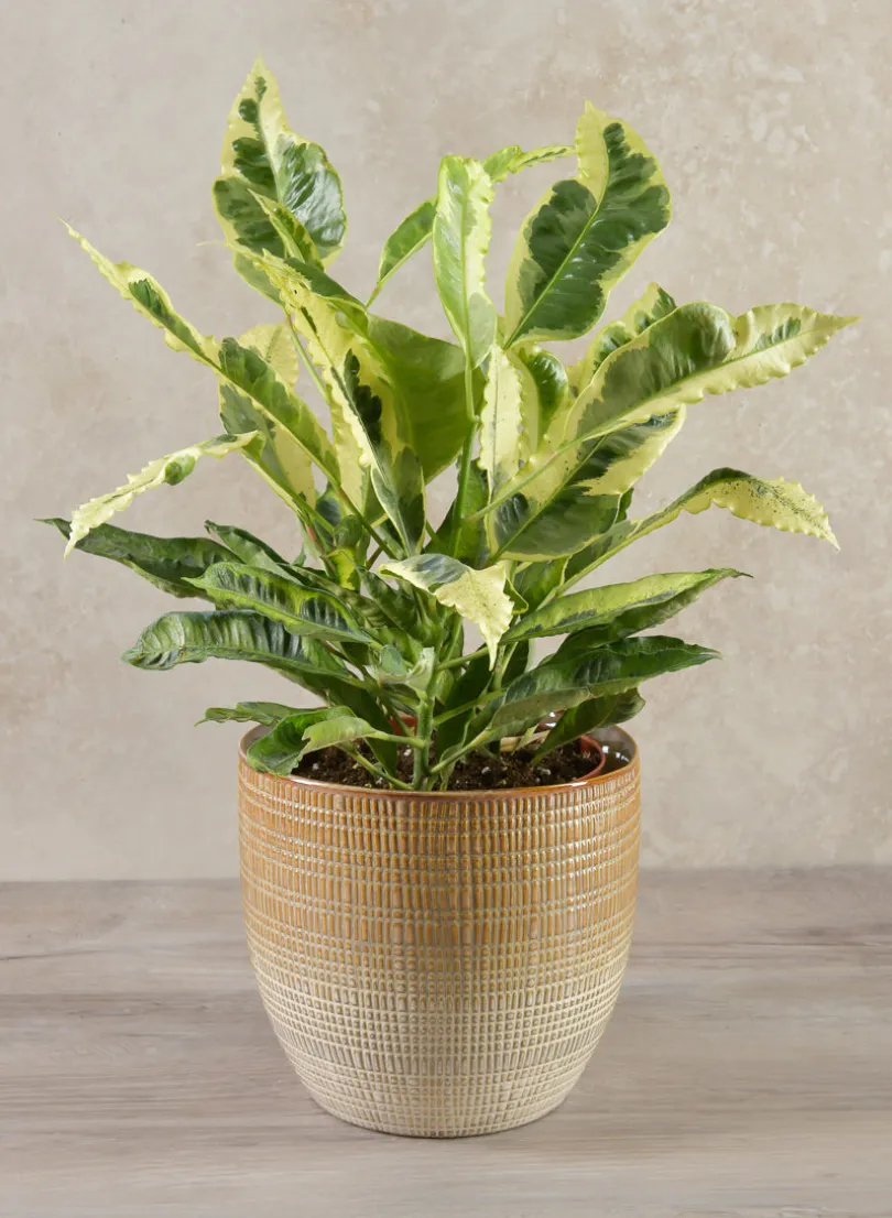 7in Tall Hinata Glazed Ceramic Cachepot