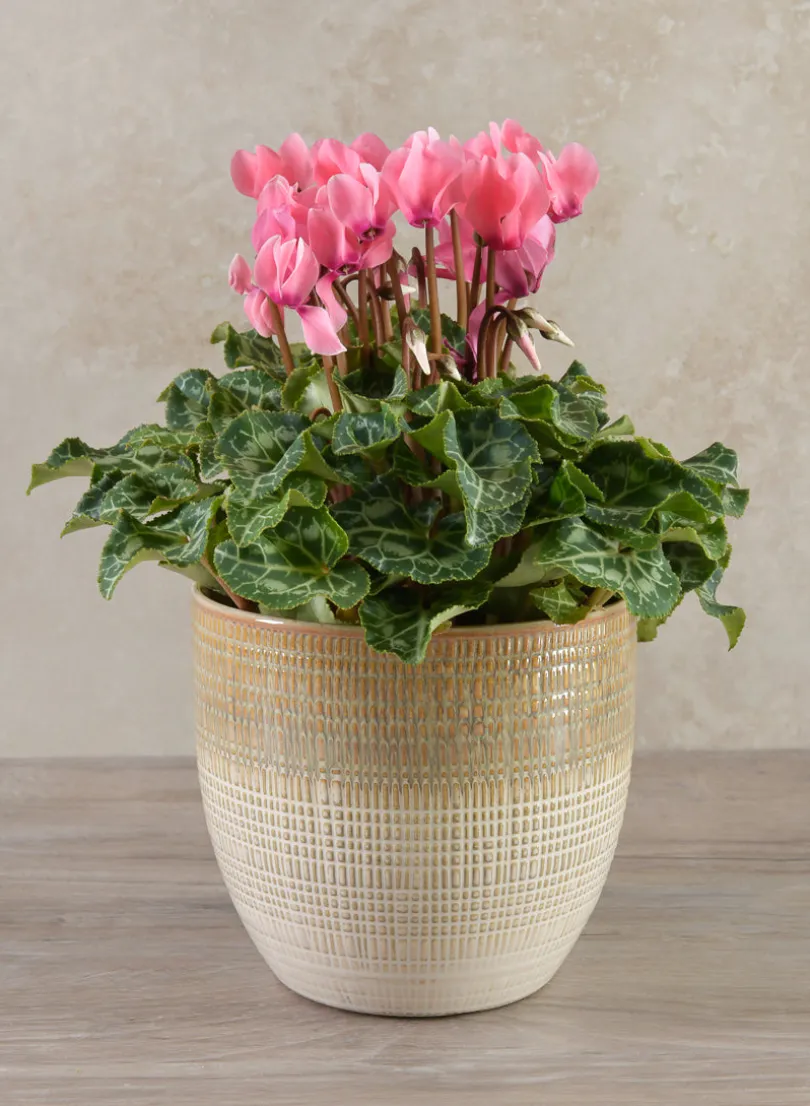 5in Tall Hinata Running Glazed Cachepot