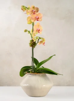 6.5in Tall Ivory Glaze Kaneshon Low Bowl Ceramic Vase