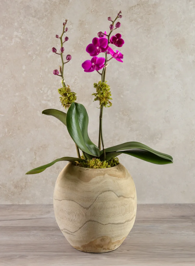8in Tall Jaya Teak Fishbowl Wood Vase