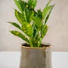 4.5in Tall Kolso Vintage Green Ceramic Cachepot