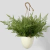 12in Tall Large Boston Fern in Hanging Pot