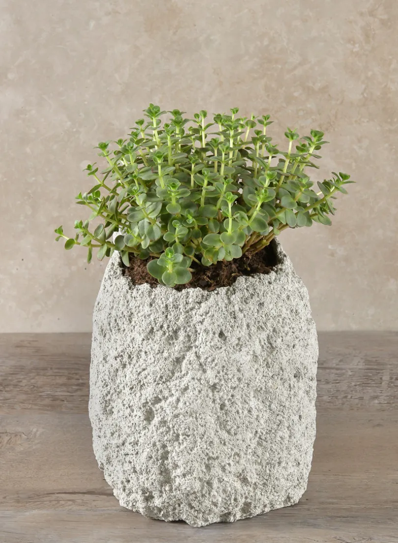 6.5in Tall Lava Rock Vase