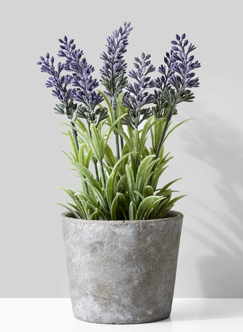 10in Tall Lavender In Cement Pot