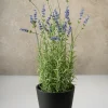 18in Tall Lavender Plant In a Black Pot