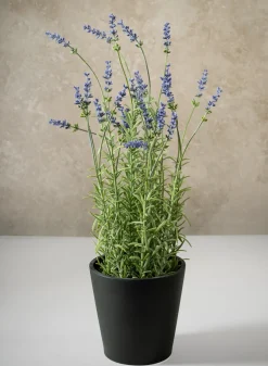 18in Tall Lavender Plant In a Black Pot