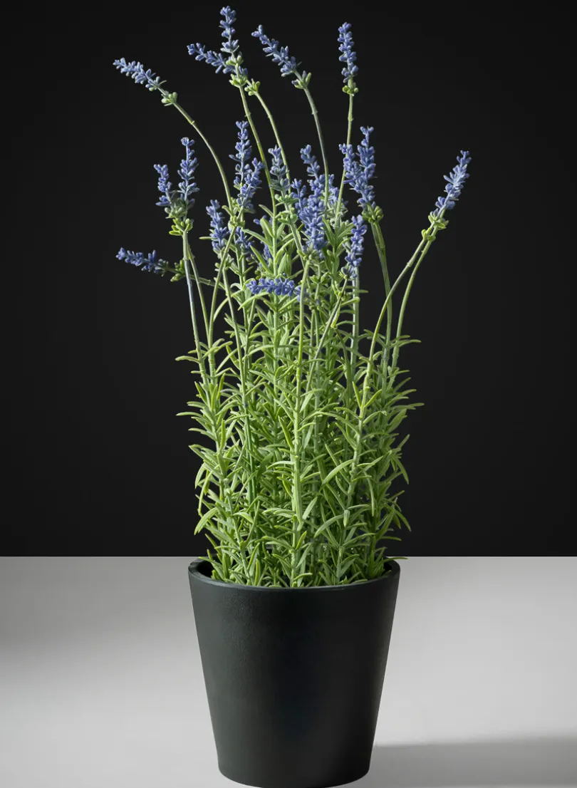 18in Tall Lavender Plant In a Black Pot
