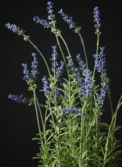 18in Tall Lavender Plant In a Black Pot