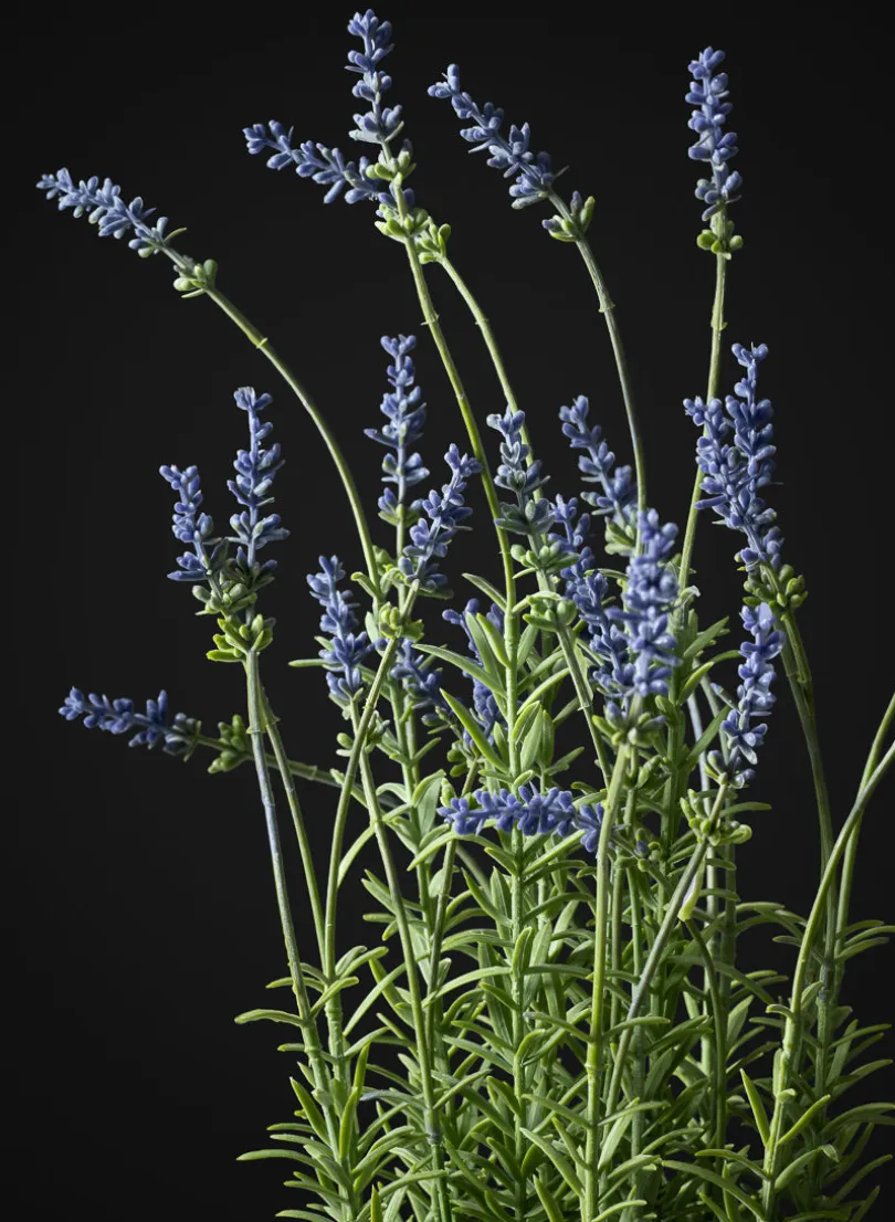 18in Tall Lavender Plant In a Black Pot