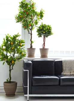 47in Tall Lemon Tree