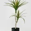 28in Tall Long Yucca Tree