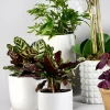 4.5in Tall Marble Aeon Ceramic Pot & Saucer