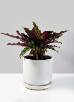 4.5in Tall Marble Aeon Ceramic Pot & Saucer