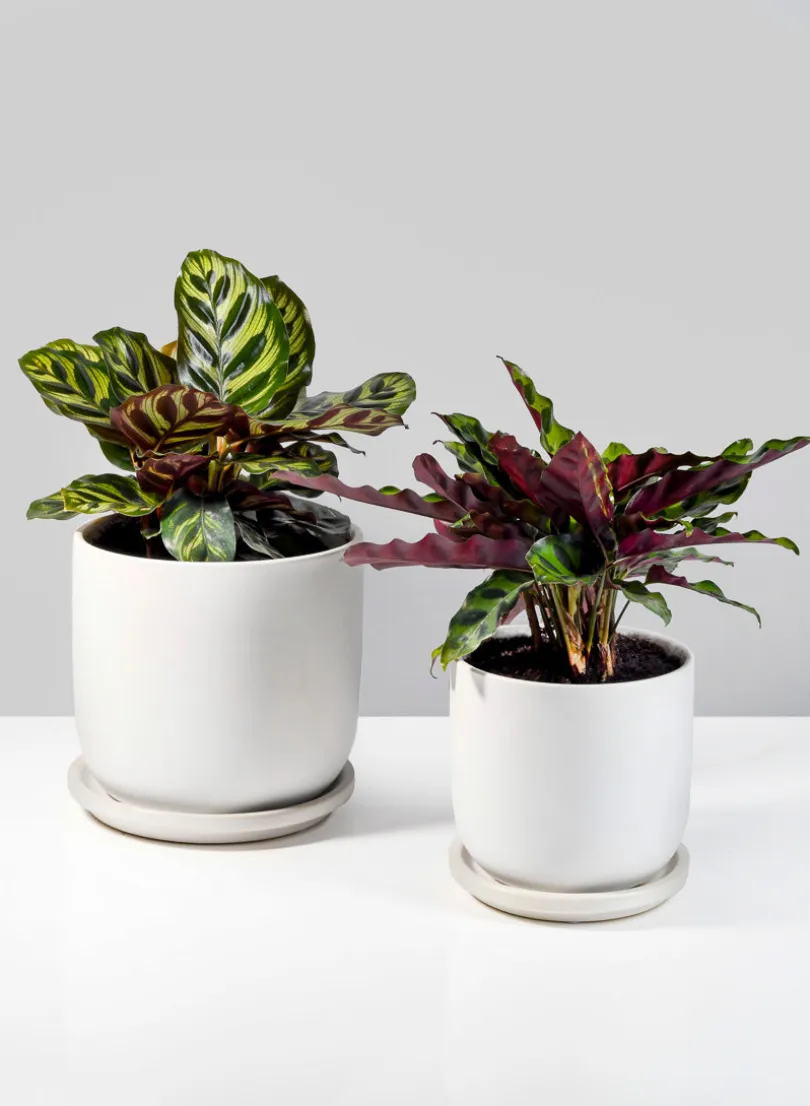 4.5in Tall Marble Aeon Ceramic Pot & Saucer